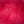 Roze Madeliefjes